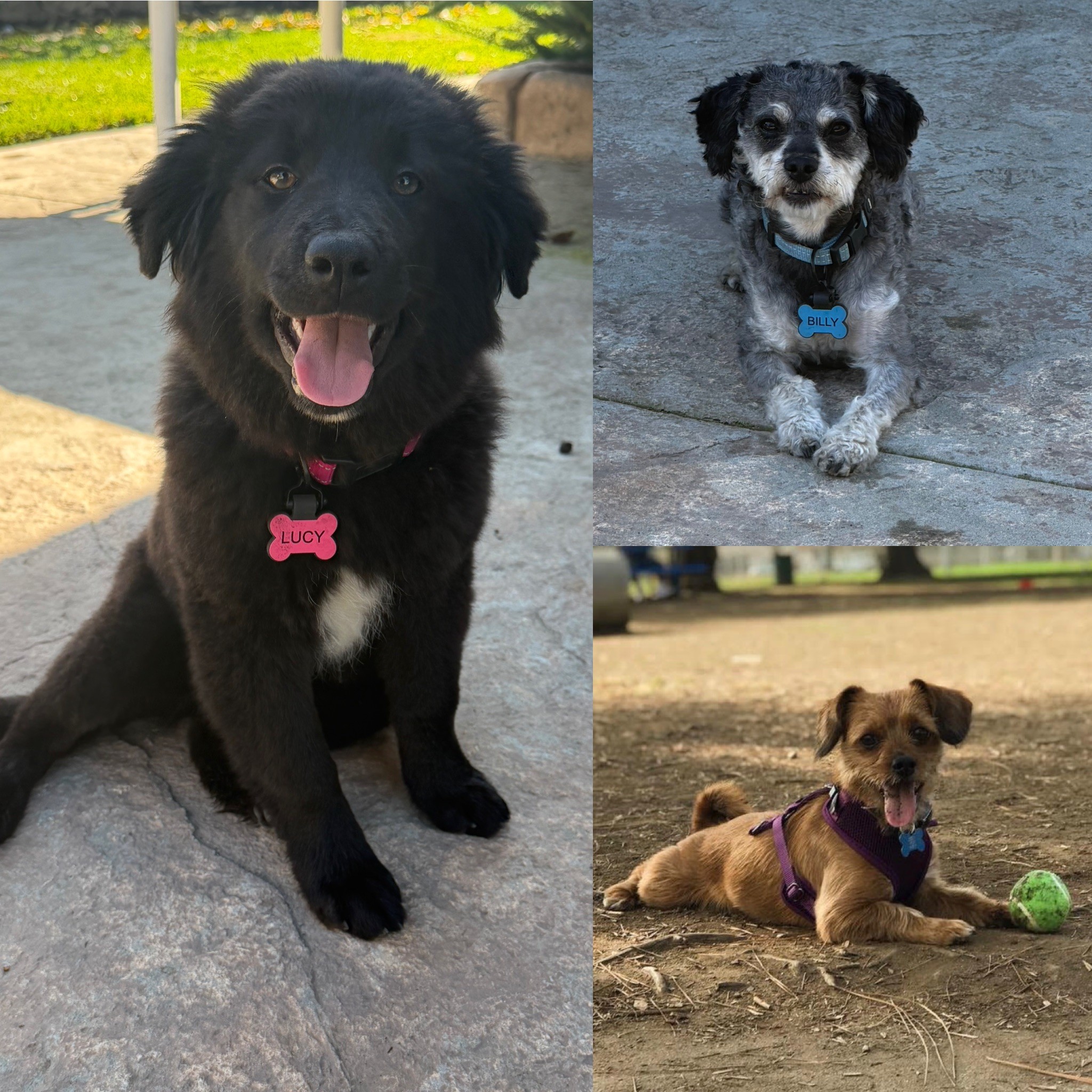 Billy, Lucy, and Zoey